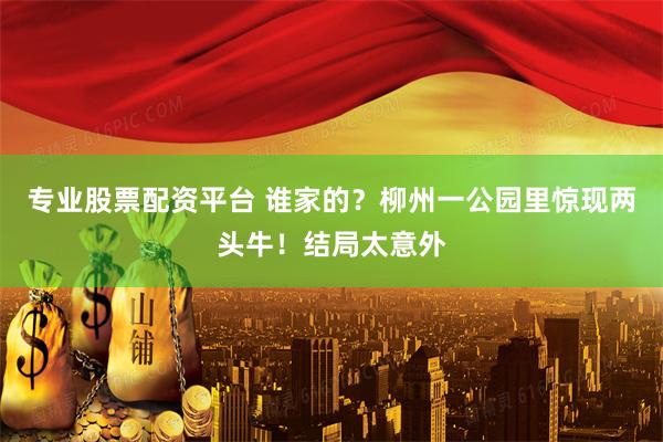 专业股票配资平台 谁家的？柳州一公园里惊现两头牛！结局太意外